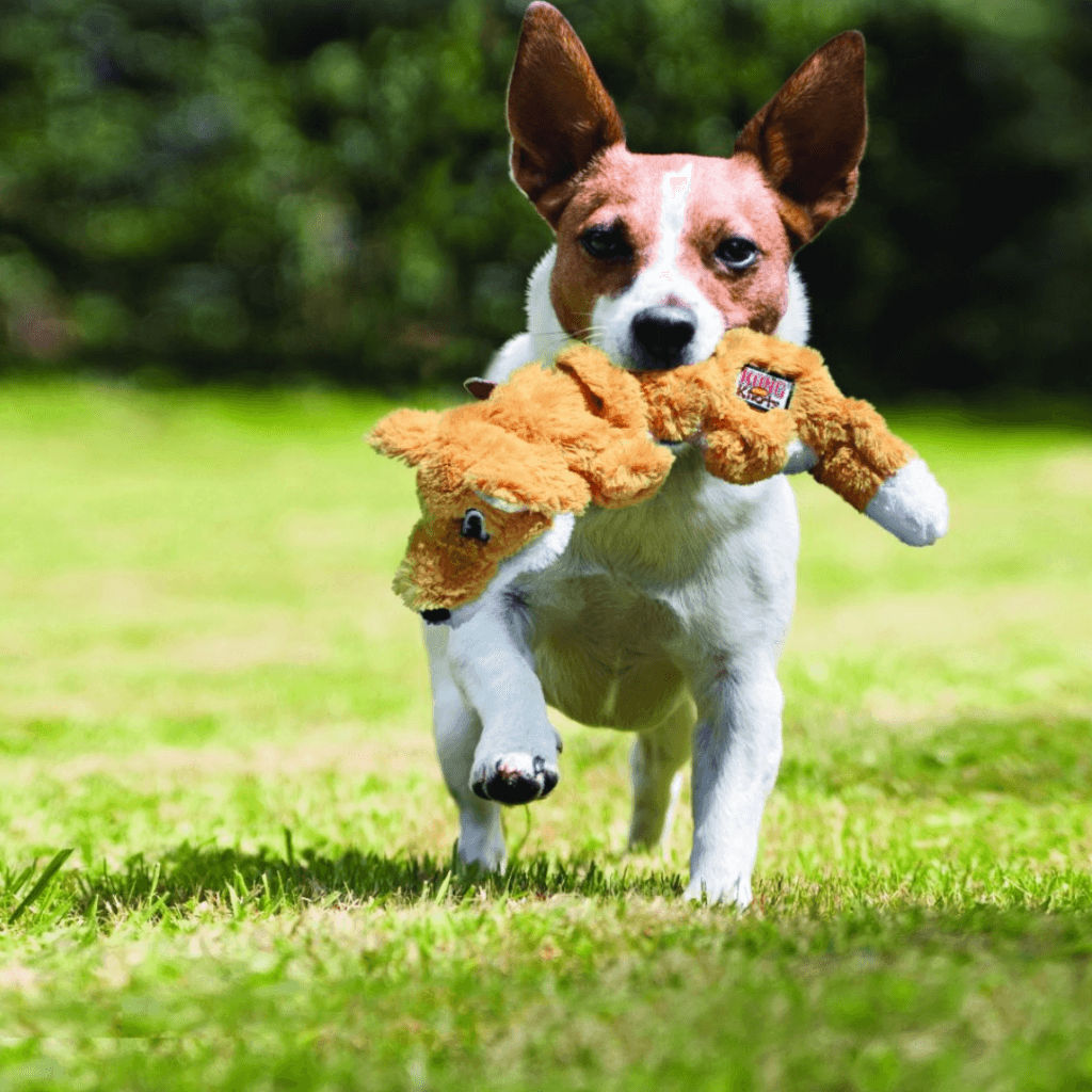 Have You Been Thinking of Buying Dog Toys in Ireland?