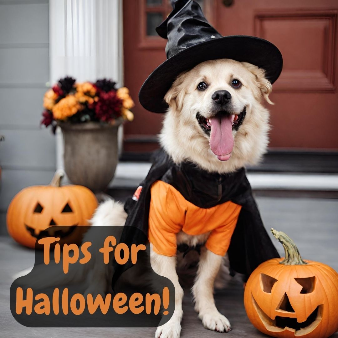 Tips on How to Keep Your Dog Calm at Halloween!