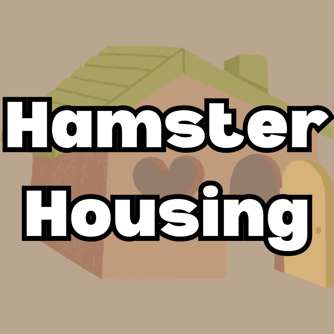 Setting up a hamster enclosure? Here’s some tips to help!