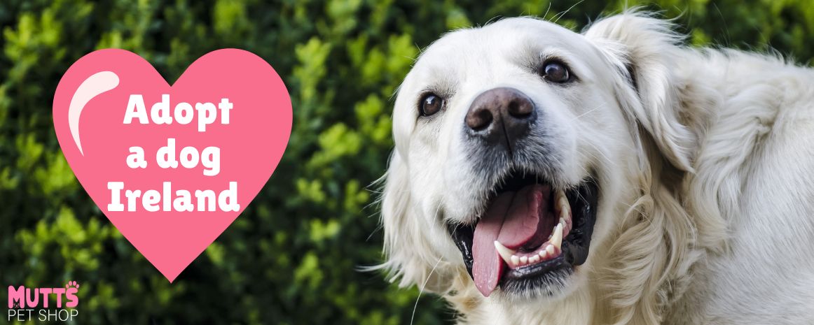 How to adopt a dog in Ireland